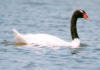 Cisne de cuello negro(Cygnus melancoryphus)
